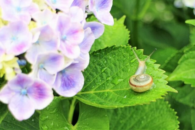 紫陽花の葉にカタツムリがいる、梅雨のイメージ写真