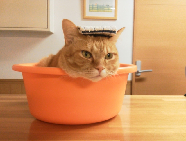 猫が洗面器の風呂に入っている写真