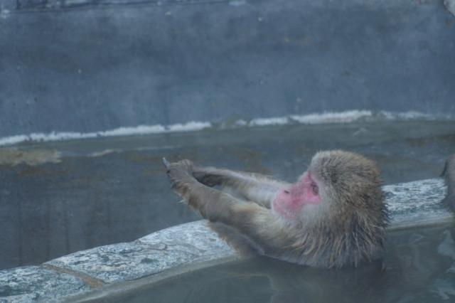 サルが温泉に入っている写真
