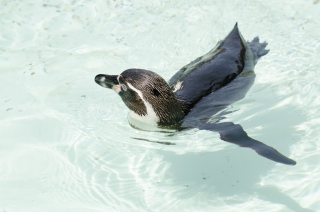 ペンギンが水に浮いている写真